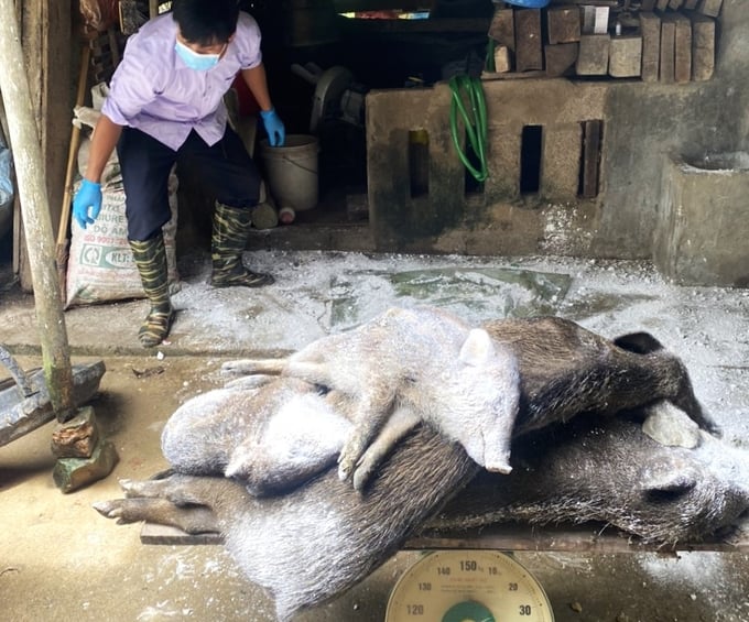 African swine fever Appears in many farms in Vo Nhai District, Thai Nguyen province. Photo: PH.