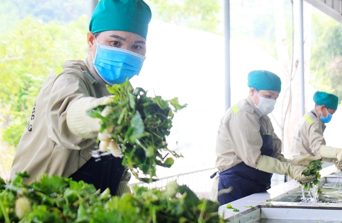 Processing vegetables at the Quy Hop district agricultural cooperative, Nghe An province.