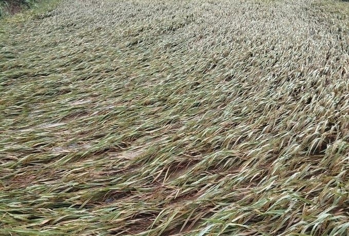 Gần 30 ha lúa bị ngập úng.
