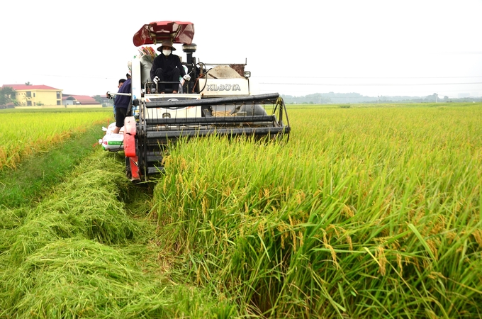 Mùa vàng ở Việt Yên, Bắc Giang. Ảnh: Dương Đình Tường.