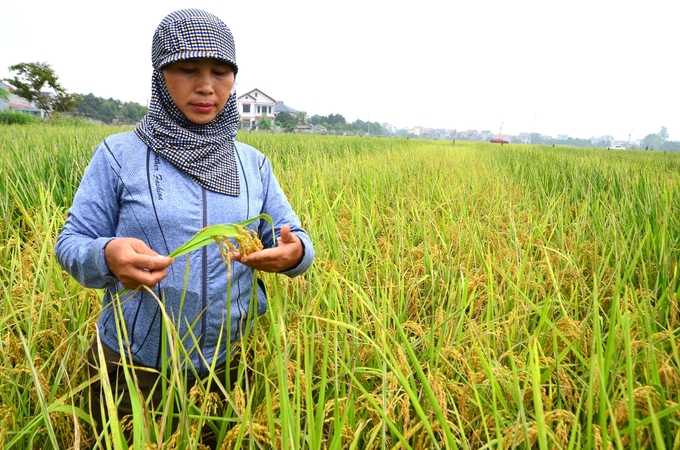 Chị Chu Thị Thanh Vân (phường Tự Lạn, thị xã Việt Yên, tỉnh Bắc Giang) bên mấy sào ruộng cấy giống J02. Ảnh: Dương Đình Tường.