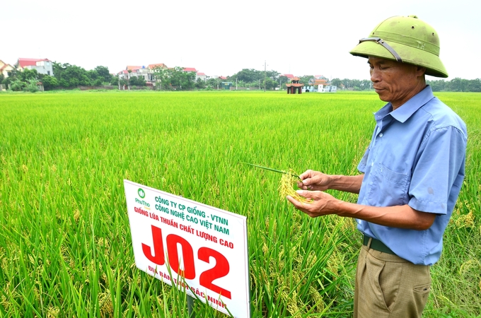 Ông Nguyễn Khắc Thức - Giám đốc HTX thôn Hán Đà (xã Hán Quảng, thị xã Quế Võ, Bắc Ninh) phấn khởi vì giống lúa J02 rất được mùa trong vụ xuân 2024. Ảnh: Dương Đình Tường.