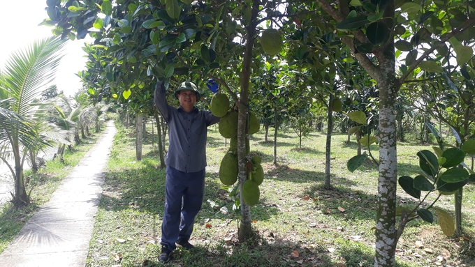 Vườn mít trĩu quả được canh tác theo quy trình hữu cơ của ông Nguyễn Xuân Diệu. Ảnh: Đinh Mười.