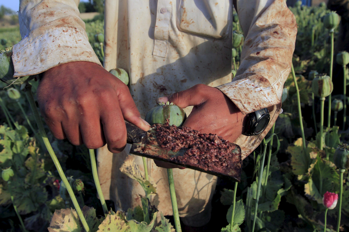 Thuốc phiện thô từ cây anh túc ở ngoại ô thành phố Jalalabad, Afghanistan, hồi tháng 4/2015. Ảnh: Reuters.