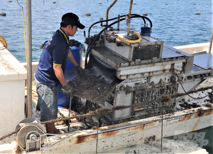 Oyster cleaning during mariculture helps wash away organic and protein substances created by parasites; thereby producing a food source for various small shrimp and fish species. Photo: Trung Chanh.