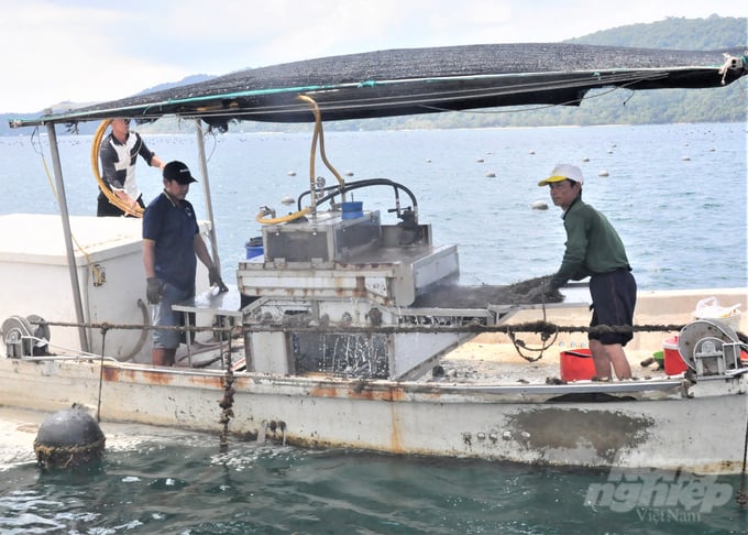 Ngoc Hien Phu Quoc is pioneering the leasing of marine surface areas to implement pearl farming projects, generating high efficiency. Photo: Trung Chanh.