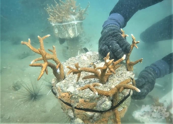 Ngoc Hien Phu Quoc is piloting the installation of concrete poles to transplant and restore coral reefs, with the aim of preserving biodiversity in Phu Quoc's waters. Photo: Trung Chanh.