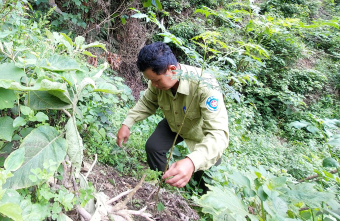 Địa điểm được phê duyệt trồng rừng thường xa tít mù khơi, đi lại cực kỳ khó khăn. Ảnh: Việt Khánh.