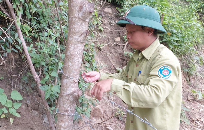 Kinh phí rào che không có trong hạng mục phê duyệt, buộc chủ rừng phải tự chi nhằm ngăn trâu, bò phá hoại. Ảnh: Việt Khánh.