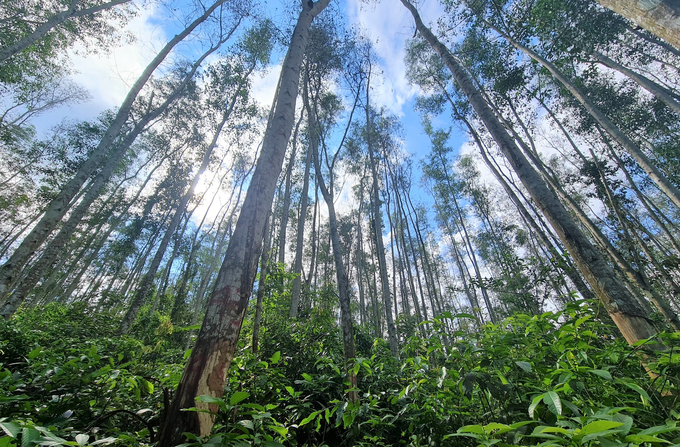 Chương trình không khuyến khích trồng các loại cây phát triển kinh tế như keo hay lát, điều này cũng kéo theo nhiều áp lực cho đơn vị thực hiện. Ảnh: Việt Khánh.