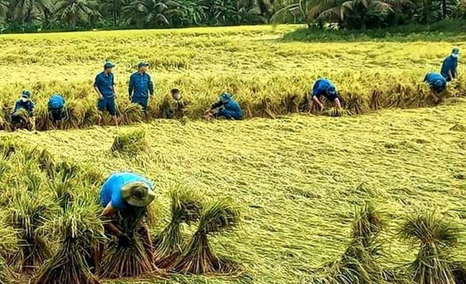 The militia and self-defense force of Vinh Long province helped people harvest rice after many days of rain and storms. Photo: Chi Hanh.