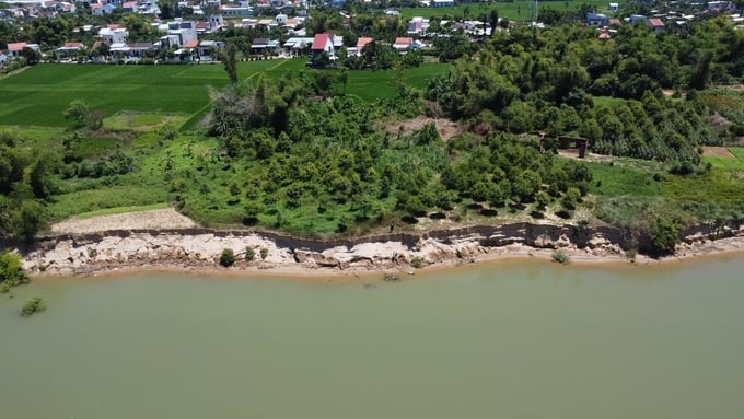 Nhiều diện tích đất sản xuất của người dân dọc sông Thu Bồn (đoạn qua thị xã Điện Bàn, Quảng Nam) bị cuốn trôi do sạt lở xảy ra hàng năm. Ảnh: L.K.