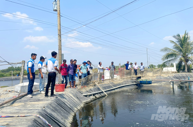 Việc giảm giá thành nuôi tôm và nuôi tôm size lớn là vấn đề quan trọng mà hiện nay người nuôi tôm rất quan tâm để không còn việc bị 'treo ao'. Ảnh: Gia Phú.