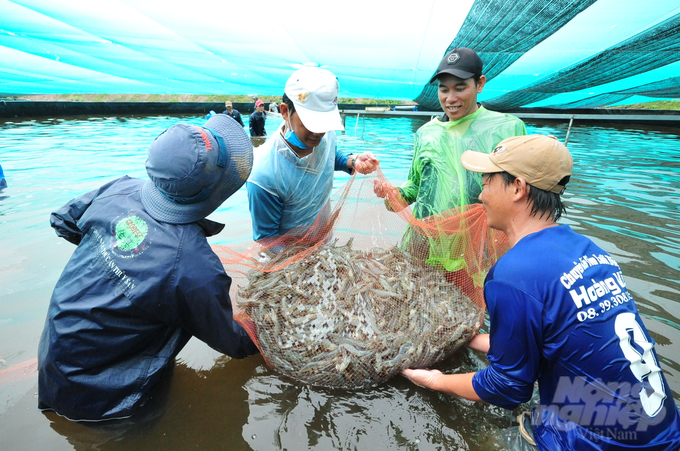 Công ty TNHH SANDO đã đồng hành cùng bà con bằng giải pháp giúp nuôi tôm tăng trưởng nhanh hơn, rút ngắn thời gian nuôi và chất lượng tôm tốt hơn. Ảnh: Gia Phú.