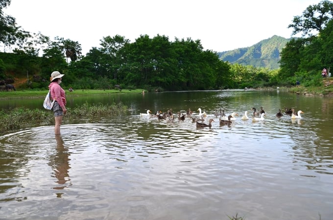 Thả vịt suối trên sông Bứa chảy qua xóm Ú, xã Thu Cúc, huyện Tân Sơn, Phú Thọ. Ảnh: Dương Đình Tường.