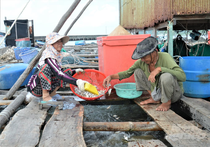 Tỉnh Kiên Giang hỗ trợ ngư dân chuyển từ lồng nuôi truyền thống sang lồng nuôi hiện đại bằng nhựa HDPE, đồng thời thay thế thức ăn bằng cá tạp sang thức ăn công nghiệp nhằm giảm ô nhiễm môi trường và bảo vệ nguồn lợi thủy sản. Ảnh: Trung Chánh.
