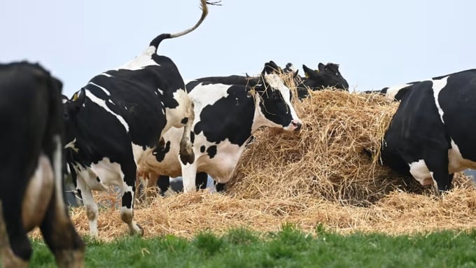 Livestock accounts for 11% of global emissions, with almost two-thirds of that driven by cows.