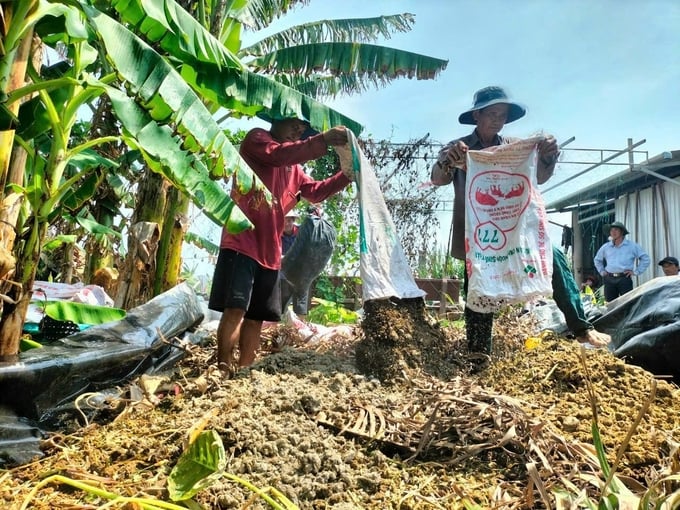The CAE group is instructing farmers on how to compost organic fertilizer in Giong Trom district. Photo: Tri Nhan.
