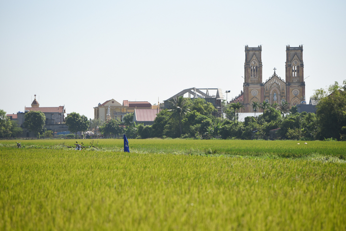 Sản xuất nông nghiệp ở Nam Định 6 tháng đầu năm tăng trưởng ổn đinh. Ảnh: Tùng Đinh.