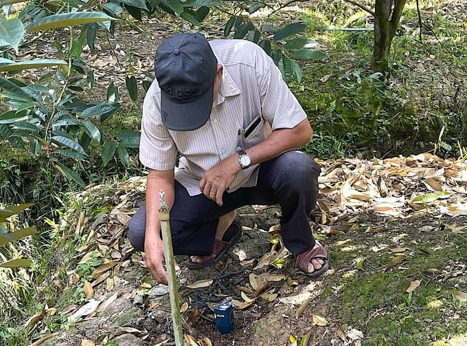 Officers of the Tan Phu Community Agricultural Extension Group are measuring the soil pH in a durian orchard belonging to a farmer. Photo: Minh Dam.