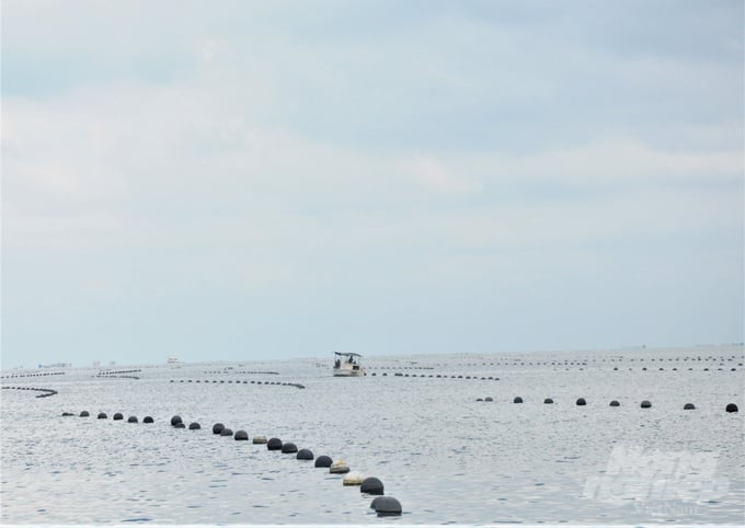 The challenges in allocating marine surface areas to businesses for project implementation are significant obstacles to the development of mariculture. Photo: Trung Chanh.