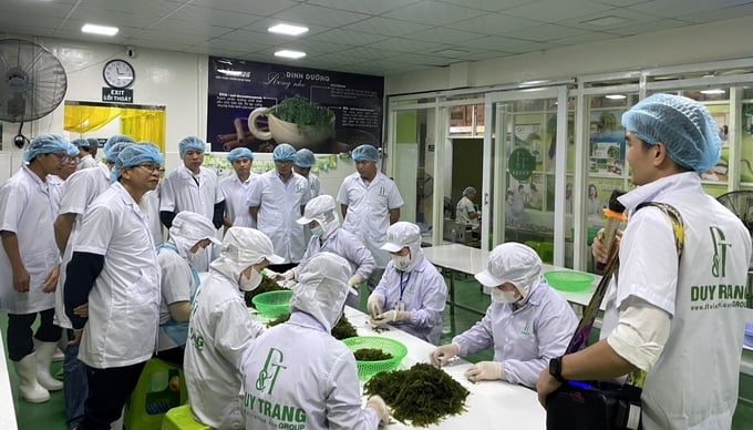 Visit the sea grapes processing area of ​​D&T Khanh Hoa Seaweed Joint Stock Company. Photo: KS.