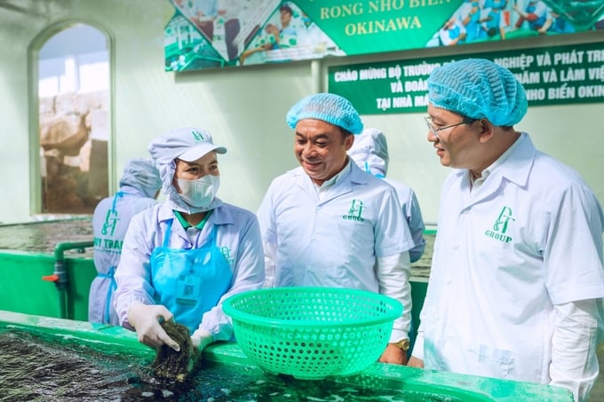 Secretary of Khanh Hoa Provincial Party Committee Nguyen Hai Ninh (right) asked workers about the work of preliminary processing and processing of sea grapes. Photo: KS.