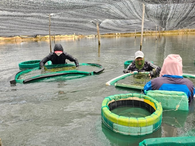 Sea grapes farming also creates jobs for many seaweed pickers. Photo: KS.