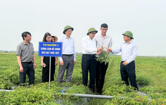 Chủ tịch UBND tỉnh Hà Tĩnh Võ Trọng Hải (thứ 3 bên phải sang) kiểm tra, đánh giá cao hiệu quả bước đầu của mô hình trồng sâm Bố Chính tại xã Thạch Khê. Ảnh: Thanh Nga.