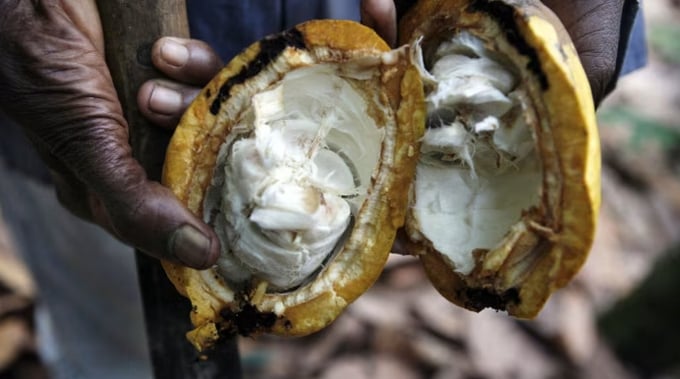 Poor weather and disease have devastated crops in Ghana and Ivory Coast, where two-thirds of the world’s cocoa beans are grown.