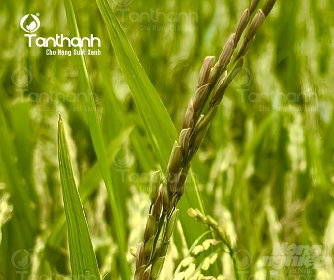 Đối với bệnh lép vàng, vi khuẩn đã tồn tại từ trước trên thân lúa, bẹ lá với triệu chứng không rõ ràng, đến khi lúa trổ sẽ tấn công vào phôi nhũ làm bông lúa bị lép. Ảnh: Thanh Tuyền.