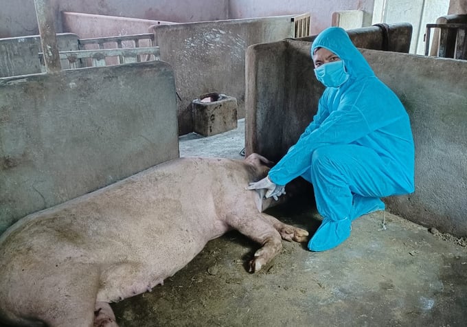 Lãnh đạo Chi cục Chăn nuôi và Thú y Đắk Lắk kiểm tra heo bị dịch tả lợn châu Phi tại huyện Krông Pắc. Ảnh: Quang Yên.