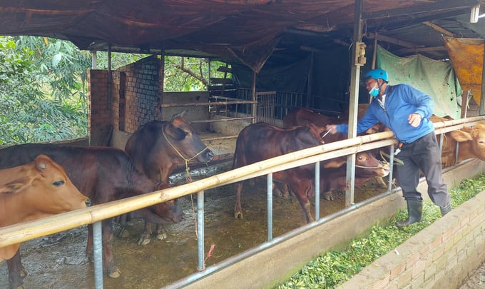 Các địa phương tại Đắk Lắk tổ chức tiêm phòng lở mồm long móng trên bò. Ảnh: Quang Yên.