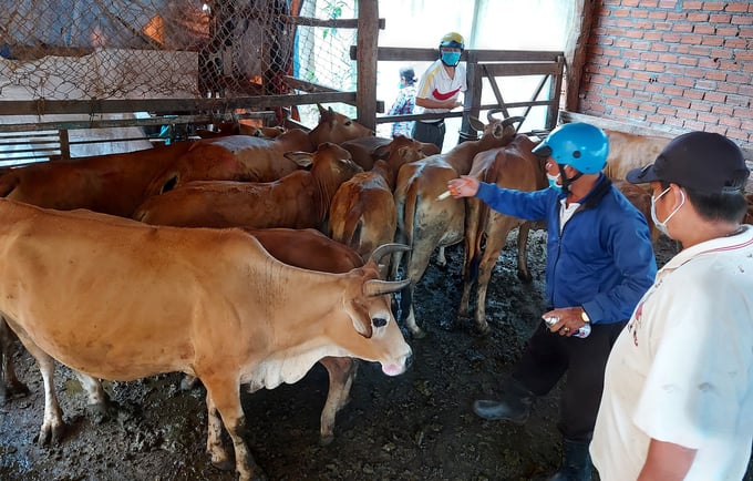Cơ quan chức năng tổ chức tiêm vacxin lở mồm long móng trên bò tại TP Buôn Ma Thuột. Ảnh: Quang Yên.