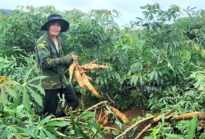 Cassava is a multi-value crop, playing an important role in agricultural and rural economic development and contributing to improving the lives of farmers. Photo: Le Hoang Vu.
