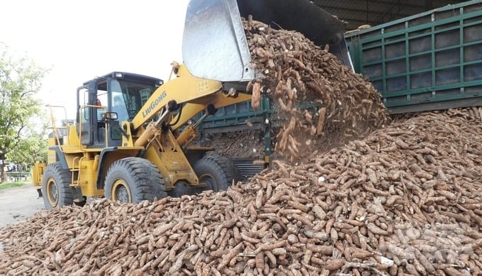 The cassava industry sets an export target of USD 2 billion by 2030. Photo: Tran Trung.
