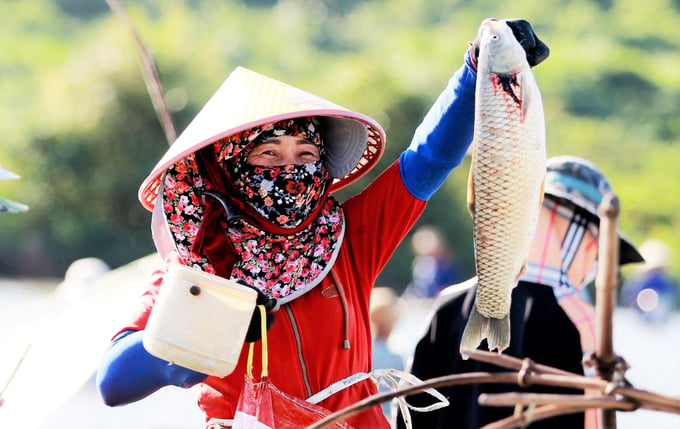 Sau hơn 30 phút nơm cá, chị Nguyễn Thị Lý, trú tại thị trấn Xuân An, huyện Nghi Xuân vui mừng bắt được 2 con cá to, mỗi con nặng hơn 3kg.