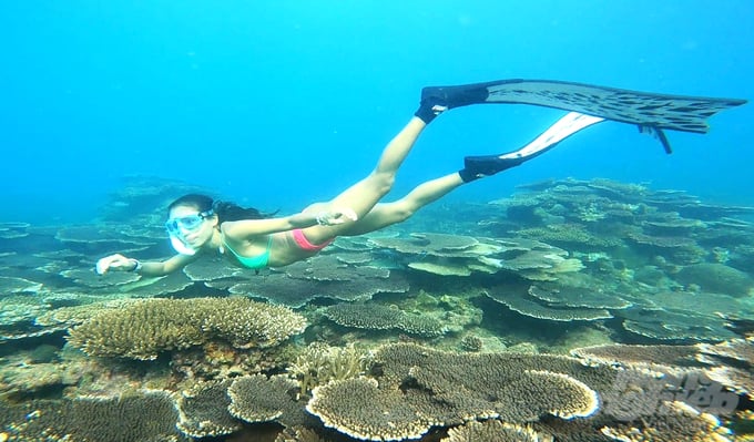 Hoạt động du lịch lặn ngắm san hô tại Côn Đảo sẽ tạm dừng trong 3 tháng.