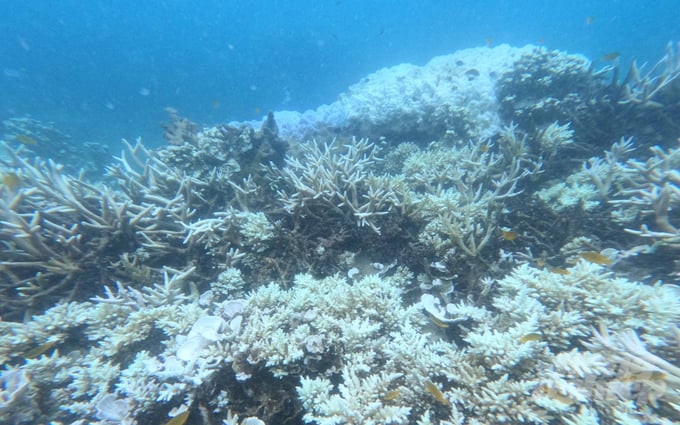 Hiện tượng san hô bị tẩy trắng ở Côn Đảo do El Nino.