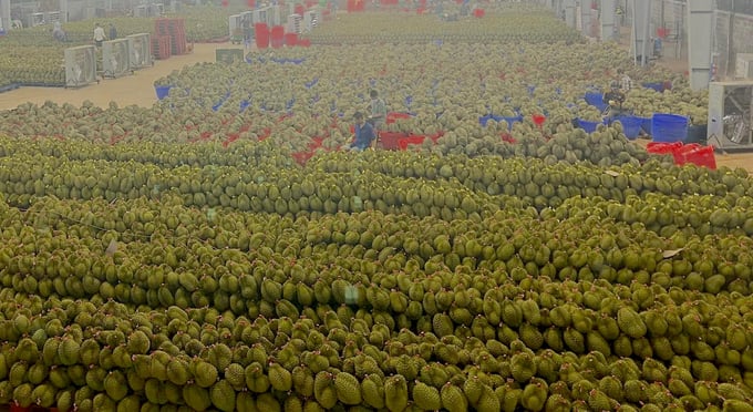 Durian packaging factory in Thailand. Photo: Sakda Sinives.