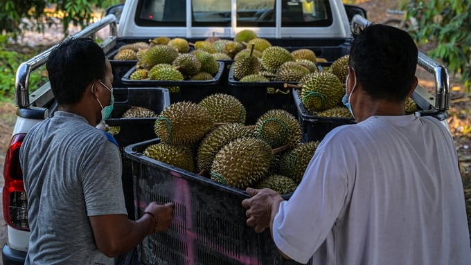 Exporters need to comply with China's strict regulations on reducing bio-waste from durian peels. Illustration photo.