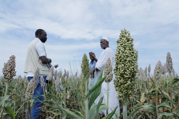 FAO evaluates progress of the 2023 planting season in Sennar State, Sudan.