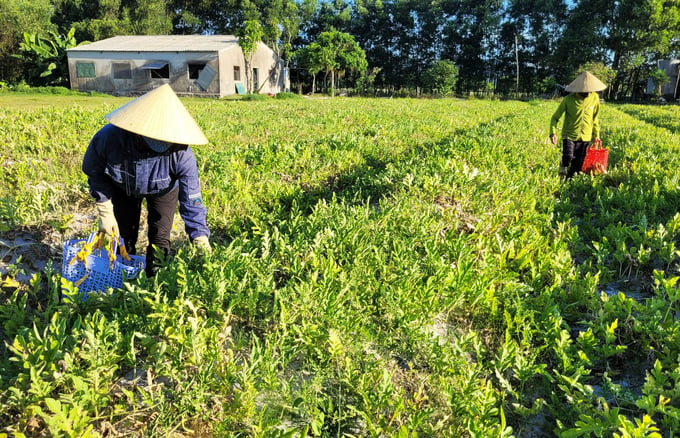 Người dân Cẩm Sơn thu hoạch dưa. nong duoc viet nam