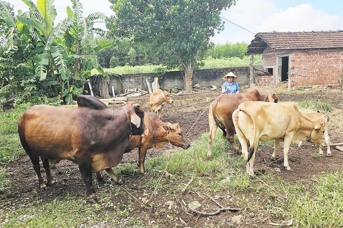 Nhiều hộ nghèo ở huyện Bố Trạch được vay vốn phát triển nuôi bò sinh sản và đã có thu nhập ổn định. Ảnh: T.P