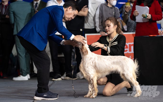 Không chỉ nhiều chú chó giống, chất lượng tham gia cuộc thi mà còn có nhiều 'thí sinh' thú cưng được đầu tư bài bản về kiểu dáng, sự thân thiện, lông... Ảnh: Lê Bình.