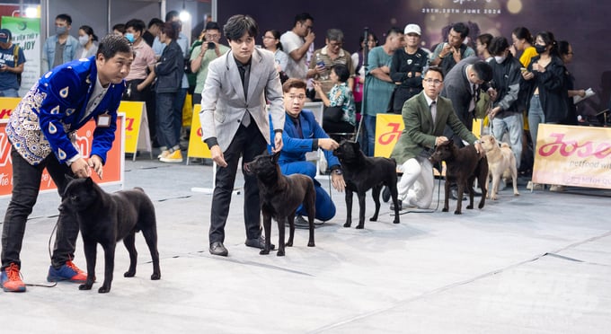 Các 'thí sinh' chó bản địa đang chuẩn bị cho phần thi tại Vietnam Pet Festival 2024. Ảnh: Lê Bình.