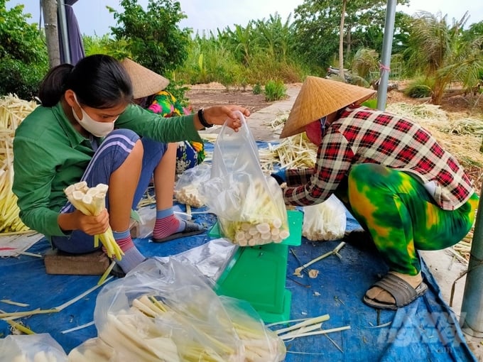 Sản phẩm bồn bồn giúp nông dân tỉnh Cà Mau cải thiện đời sống kinh tế. Ảnh: Trọng Linh.