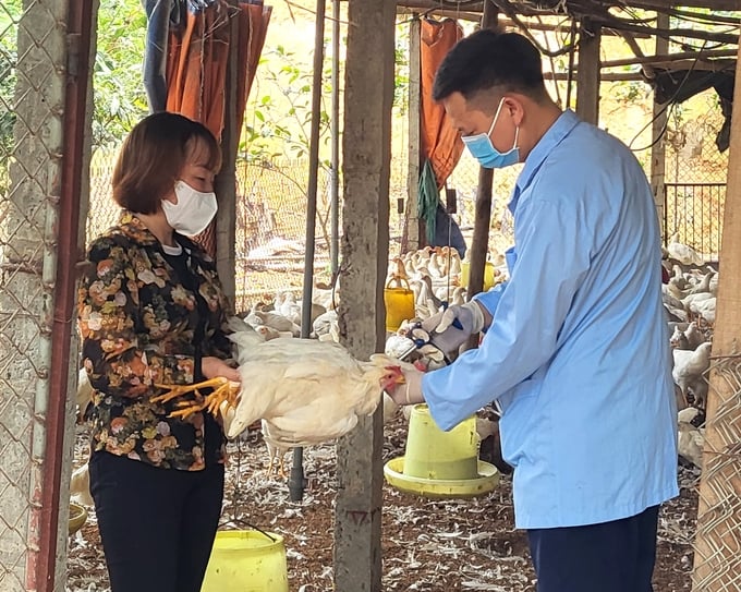 Cán bộ thú y tiêm phòng cho đàn gia cầm tại xã Hồ Sơn, huyện Tam Đảo. Ảnh: CCCNTY.
