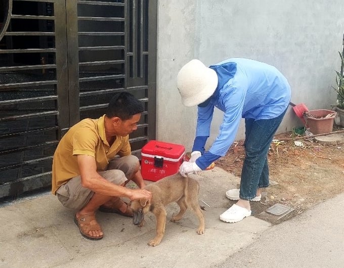 Công tác tiêm phòng vacxin dại cho đàn chó, mèo trên địa bàn tỉnh Vĩnh Phúc trong năm nay được đặc biệt quan tâm. Ảnh: Trung Quân.
