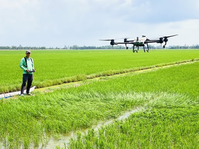 The allocation of rice farming land must be clearly defined in land use planning and zoning, with strict criteria for protected rice farming areas, which may include high-yield, high-quality regions. Photo: Illustrations.